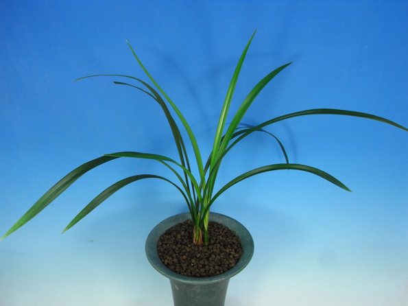 寒蘭】薩摩【花芽付き】 Yahoo!オークション - 寒蘭 銘品「薩摩霊峰