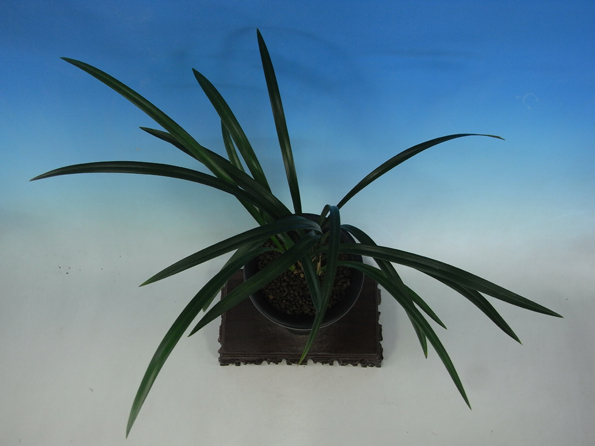 寒蘭　日向登録　「華神」