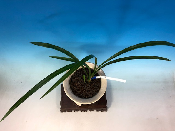 寒蘭-010　442-5H　8番更紗無点×御国の華　苗　交配種 寒蘭-010 442-5H 8番更紗無点×御国の華 苗 交配種