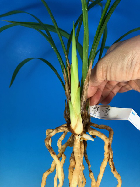 土佐寒蘭〔豊雪〕花芽1 寒蘭 土佐寒蘭 豊雪 花芽付 7