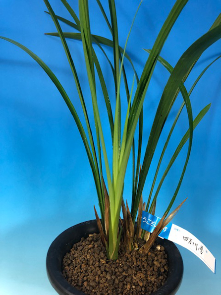 土佐寒蘭・四万十川の誉・（紅花）・（3条立ち＋新芽）特大株