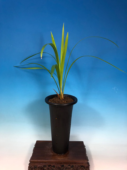 寒蘭 （金紫鳥） あー69