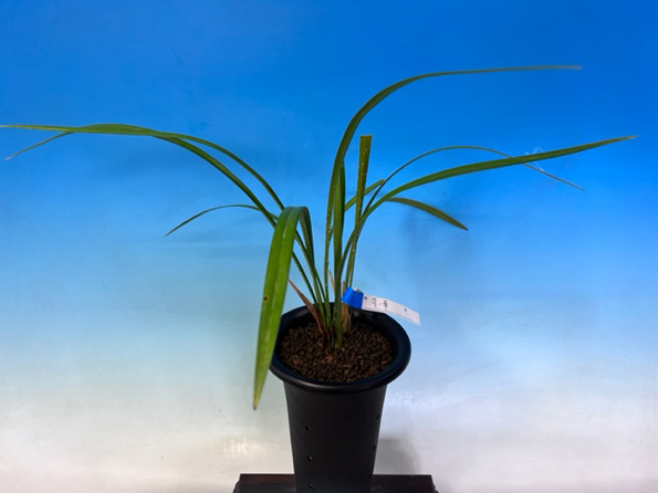 寒蘭-24554-5H4 285 豊雪×黒武者 開花 交配種