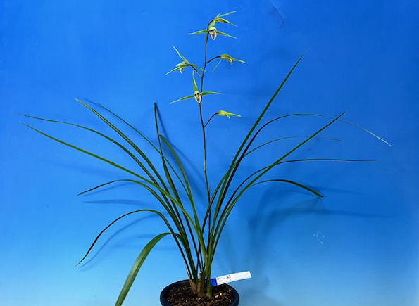 一括譲渡　寒蘭 一括譲渡 寒蘭