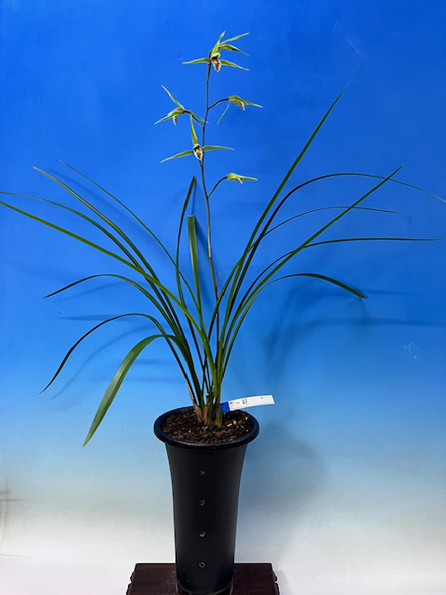 日向寒蘭・大王・（青花大輪）・（４条立ち極上大株）